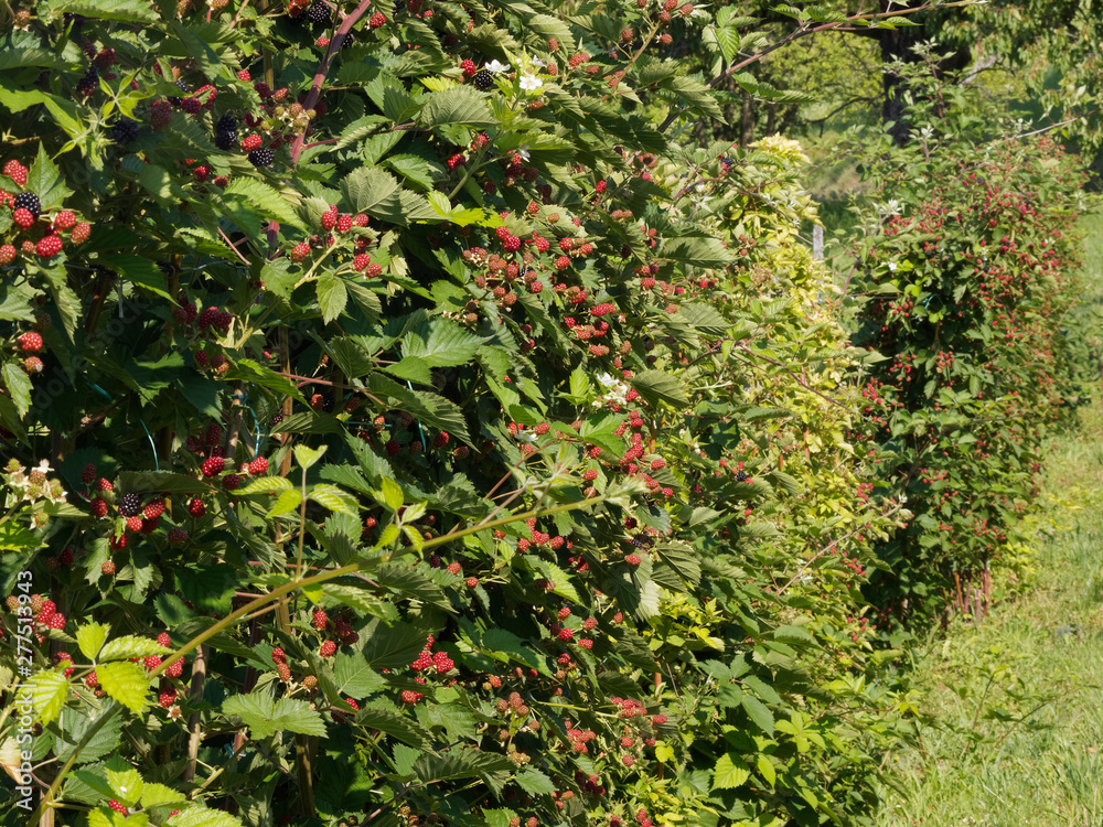 Mûriers (Rubus fruticosus) ou ronces aux mûres