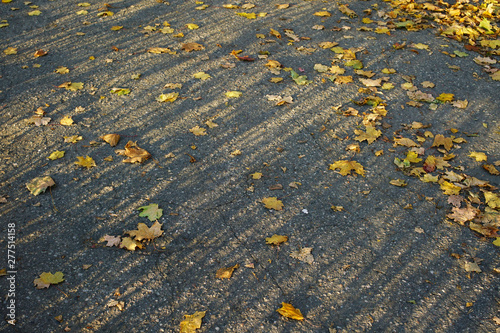 dry fallen autumn yellow leaves lie on asphalt walkway on sidewalk, shadows of tree branches background photo