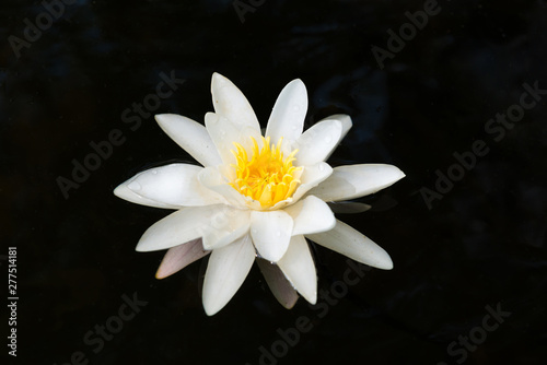 Beautiful blossom white water lily flower in dark pond isolated on black water background