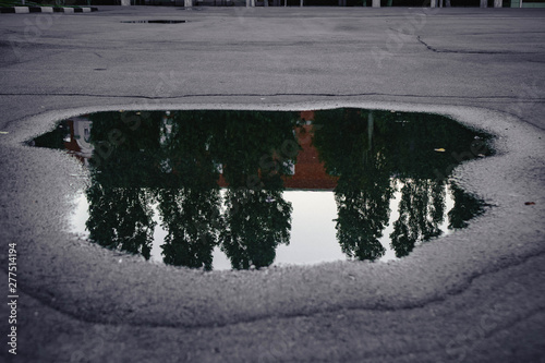 palm under a cloudy sky reflected in a urban puddle