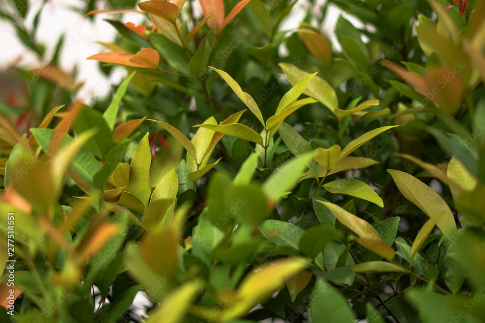 Flamboyant tree or phoenix flower, a kind of urban tree that bloom bright red flowers in summer season, beautiful blossom on branch of tree from bottom. Stock photo Flamboyant tree or phoenix flower, a kind of urban tree that bloom bright red flowers in summer season, beautiful blossom on branch of tree from bottom. Stock photo