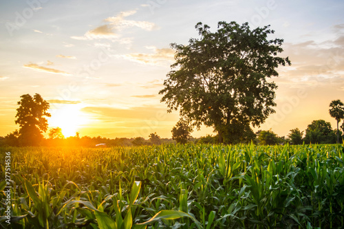 Sunlight in the corn fields in the evening