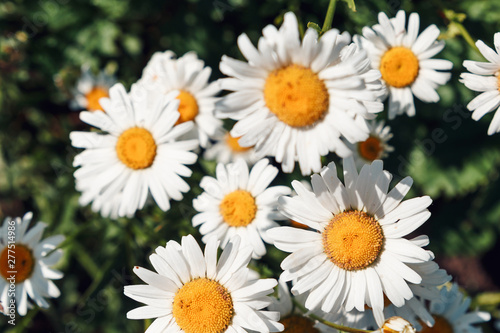 Colorful summer background of white daisy flowers. Summer  spring concepts. Beautiful nature background. Macro view of abstract nature texture. Template for design. Soft focus. Copy space