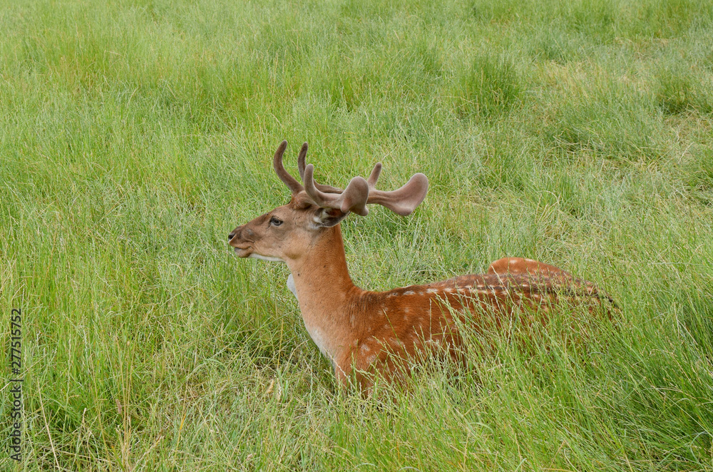 A lovely deer is lying on the green grass.