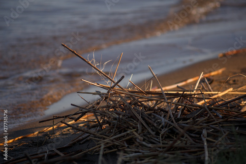 Wreckage of dry reeds on the sandy shore of the lake, next to the surf and waves, shot in a beautiful evening