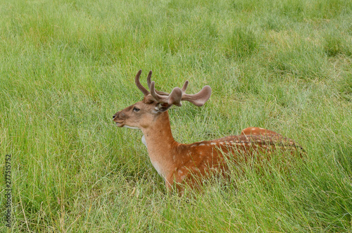A lovely deer is lying on the green grass.