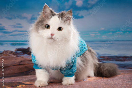 cat in a knitted sweater walks by the sea