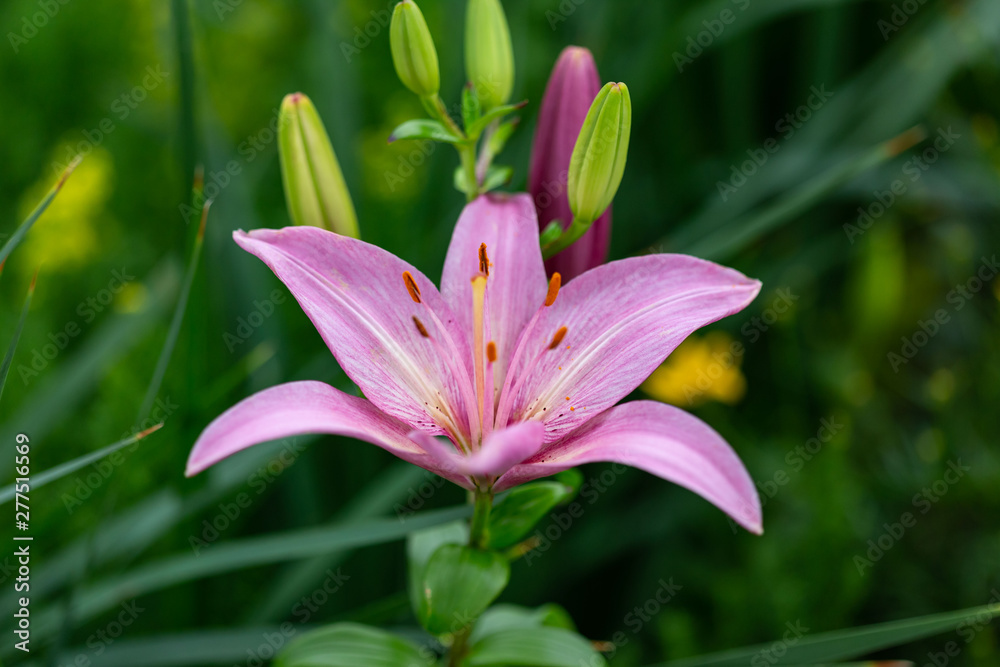 first of many pink lilies has bloomed first of many pink lilies has bloomed