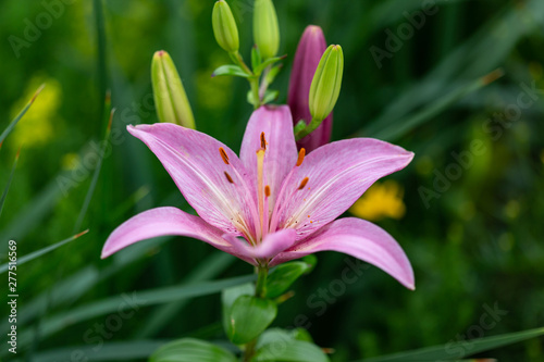 first of many pink lilies has bloomed