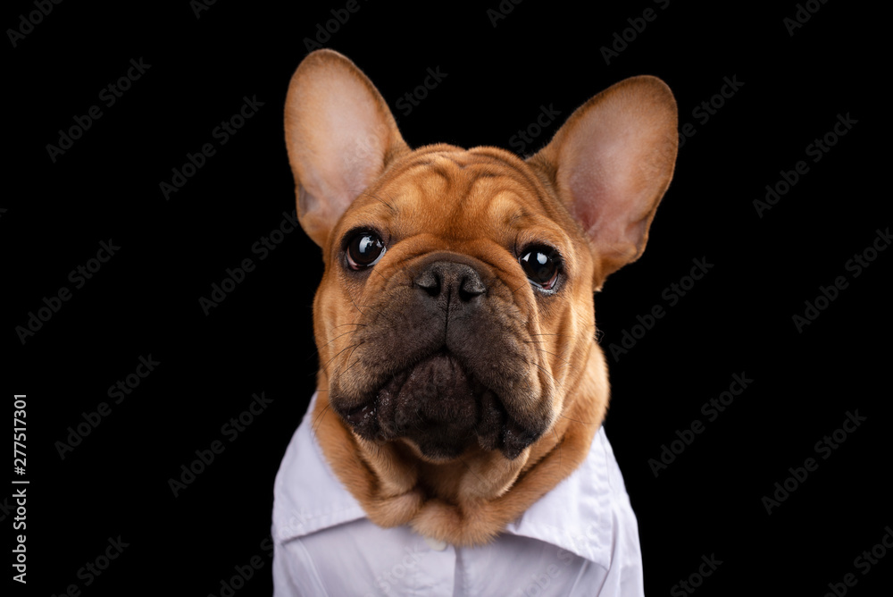 french bulldog puppy in shirt on black isolated background