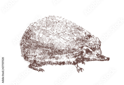 Adorable hedgehog hand drawn with contour lines on white background