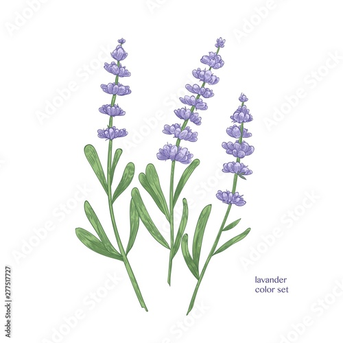 Elegant botanical drawing of lavender flowers and green leaves. Beautiful flowering plant hand drawn on white background. Aromatic herb used in culinary or aromatherapy. Realistic vector illustration.