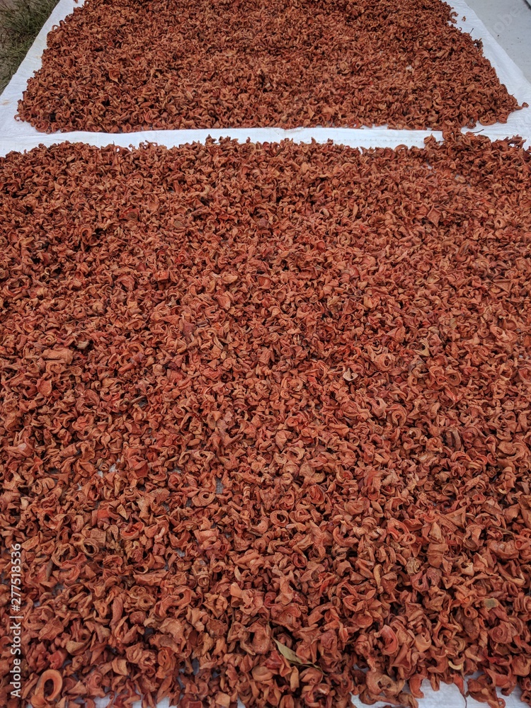 Reddish brown nutmeg fruit drying naturally under the sun Reddish brown nutmeg fruit drying naturally under the sun