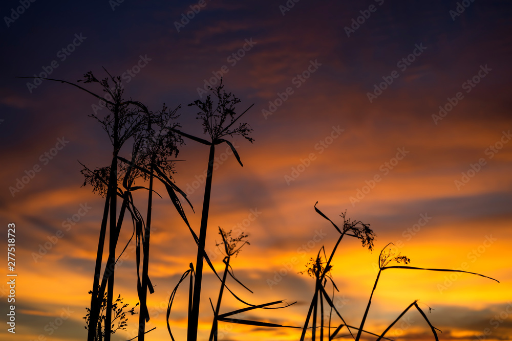 Silhouette flower grass with twilight sky background.