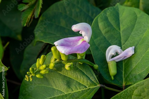 Violet flower of Winged bean.