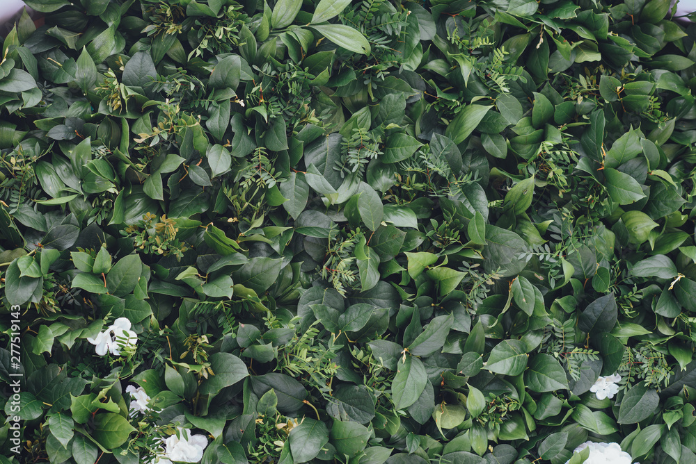 Background of green leaves Background of green leaves