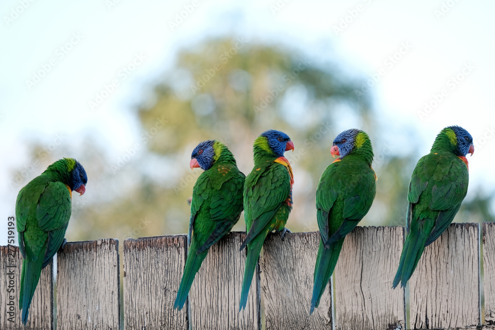 Obraz premium Lorikeet Queensland Australia 