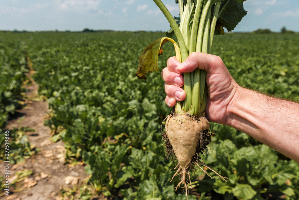 Farmer holding extracted sugar beet root crop - obrazy, fototapety, plakaty 