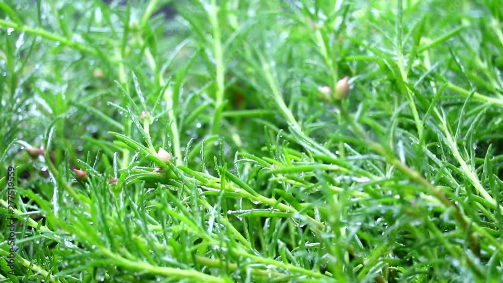 rain drop in the garden and young green leaves was born, blur of rain water1 rain drop in the garden and young green leaves was born, blur of rain water1