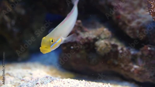 funny closeup of a blue band goby eating rocks, tropical fish specie from the indian and pacific ocean