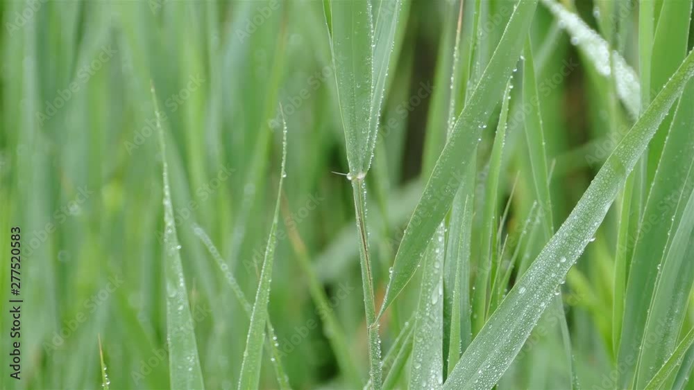 Close up from moving grass with raindrops near water edge Close up from moving grass with raindrops near water edge