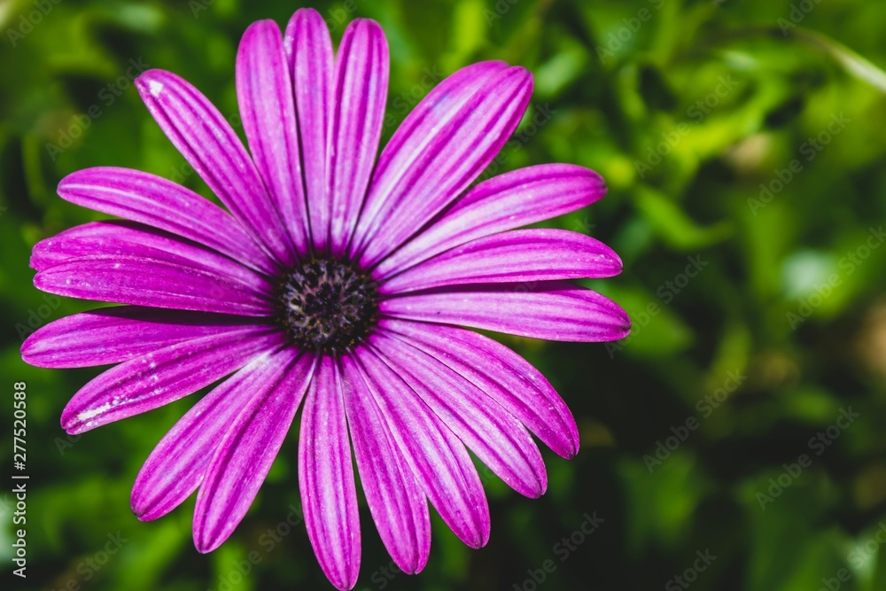 Purple flower on a summer day. Natural light. Close up macro view. Purple flower on a summer day. Natural light. Close up macro view.