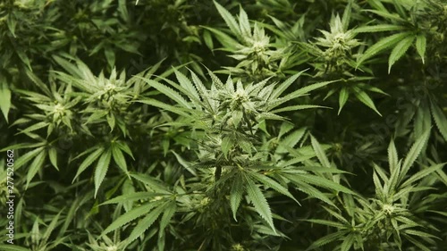 Top down view of marijuana plants growing in an indoor grow house. photo