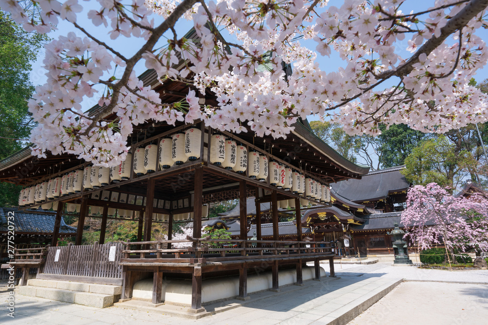 京都　今宮神社の桜　