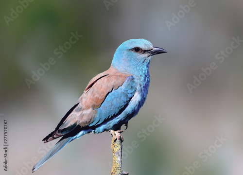 Close-up and vivid photos of the European roller (Coracias garrulus) are sitting on a branch on a beautiful blurred background. Bright colors and detailed pictures