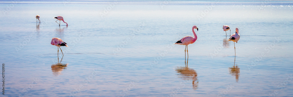 Fototapeta premium Andean flamingos in Laguna Chaxa, Atacama salar, Chile