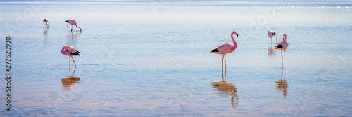 Andean flamingos in Laguna Chaxa, Atacama salar, Chile