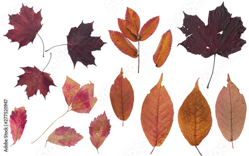 Photo leaves. Set of autumn leaves. Herbarium of bright autumn leaves. Burgundy, yellow, orange colors. Isolated leaves on white background.