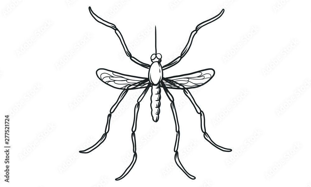 Original mosquito draw  CanStock