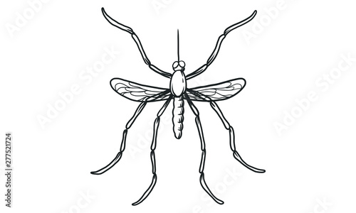 Vector lineart illustration of  mosquito on white background, hand drawn top view  mosquito insect sketch