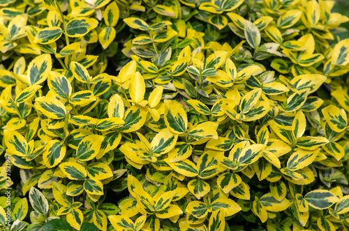 Euonymus fortunei emeralnd n gold cultivar leaves, yellow and green leaf, ornamental branches photo