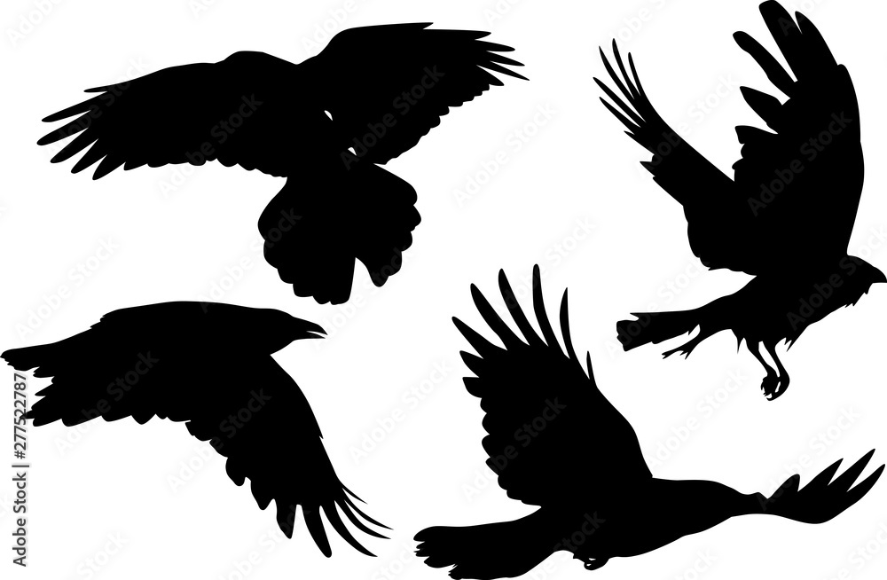 Obraz group of four crow silhouettes isolated on white