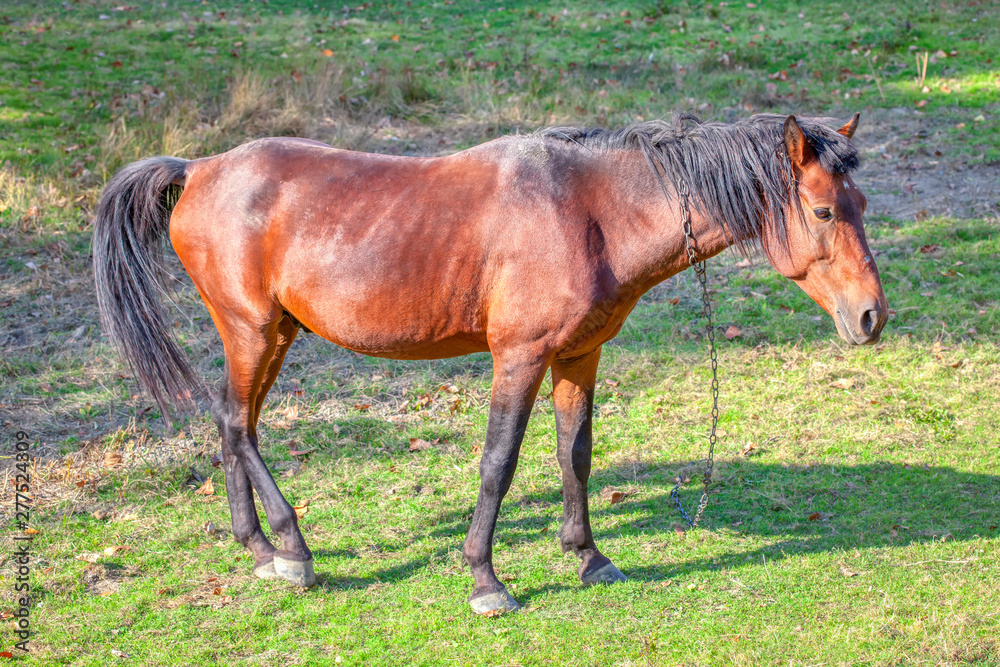 domestic horse grazing in the summer