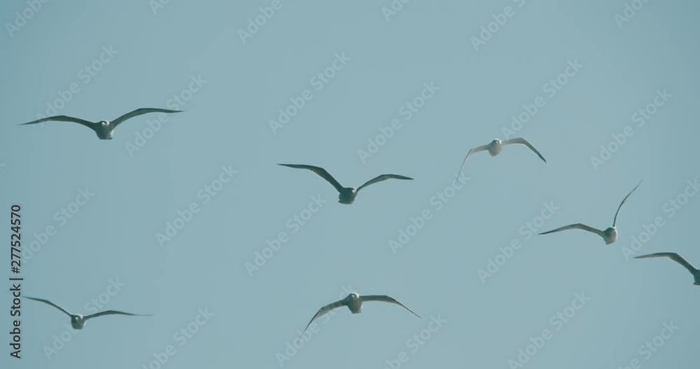 Slow motion cinematic shot of seagulls flying in a blue sky over the ocean. Cinema 4k.