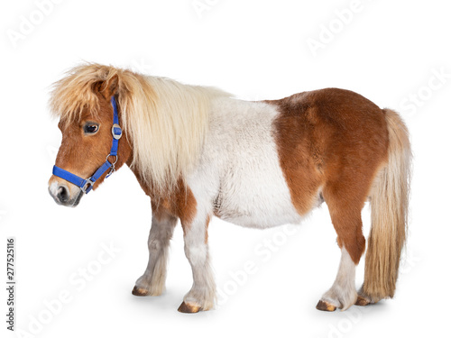 Fotografia Brown with white Shetland pony, standing side ways