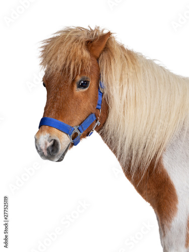 Obraz na plátně Shetland pony on white background