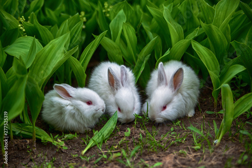 little white rabbits bunnies close-up among green lily-of-the-valley leaves in early spring photo