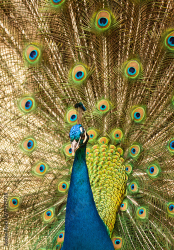 Obraz na płótnie prächtiger radschlagender Pfau w salonie