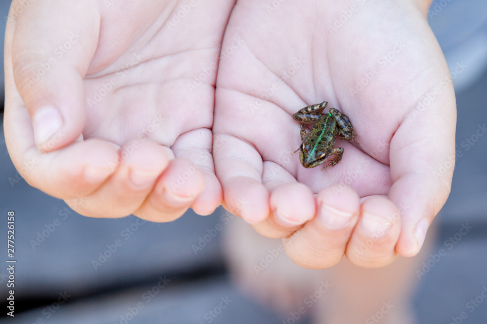 child girl holding small forest frog toad  close-up. Baby interacting with little wild reptile animal. Care of environment concept. Happy childhood lifestyle. 