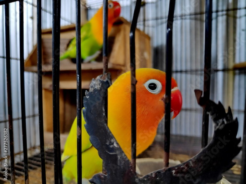A lovebird is the common name of Agapornis a small genus of parrot. Eight species are native to the African continent, with the grey-headed lovebird being native to Madagascar.