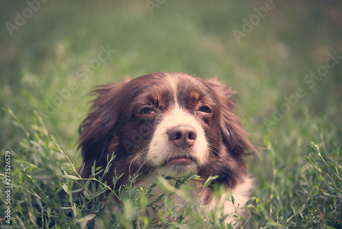 sSick dog resting © SasaStock