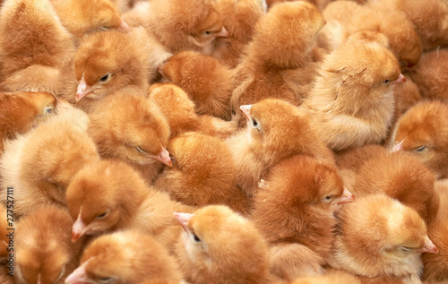 group of purebred small chicks © SERGIYVOLODYMYROVYCH