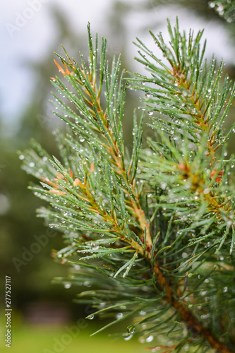 Rain drops fell on needles of pine tree