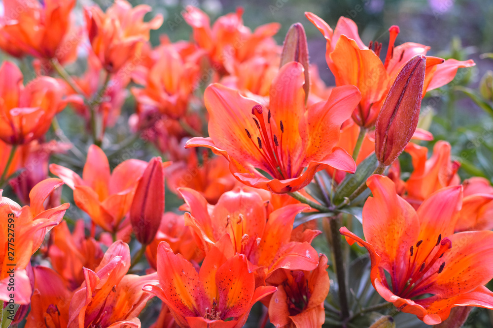 Gorgeous orange lilies on a green background Gorgeous orange lilies on a green background