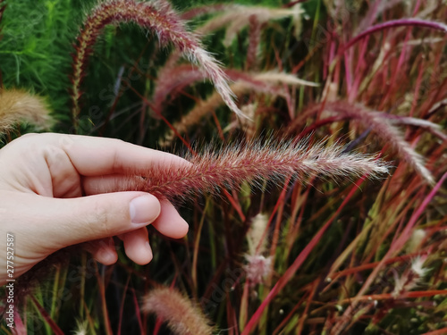 Close-up Red Palea Grass in Hand with Selective Focus photo