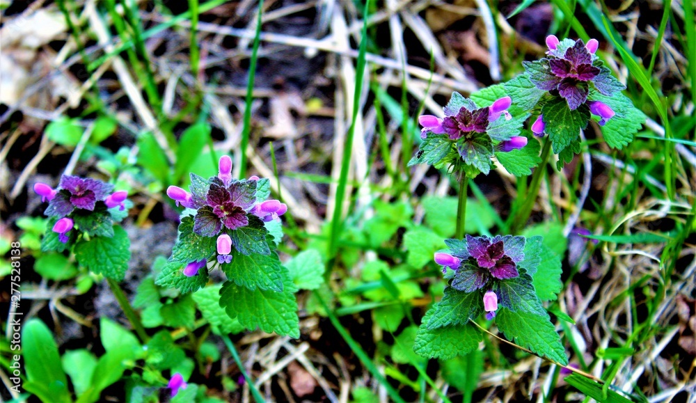 Purple and green nettle flower in the forest Purple and green nettle flower in the forest
